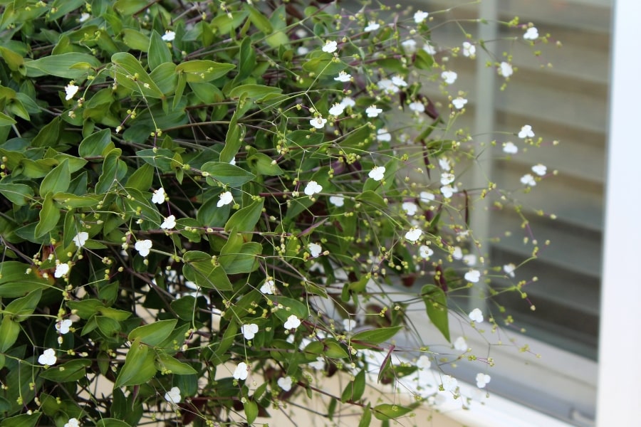 Bridal Veil Care Guide