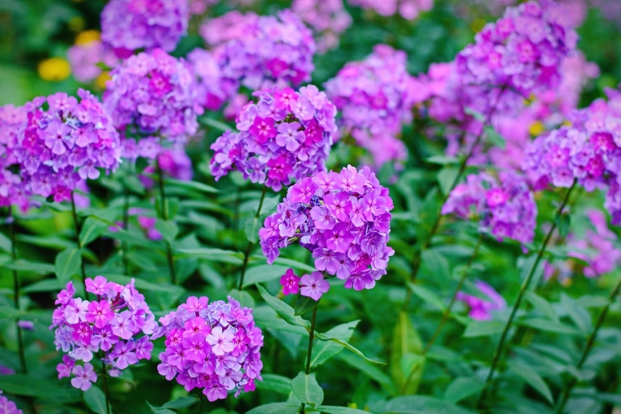 Garden Phlox Care Guide