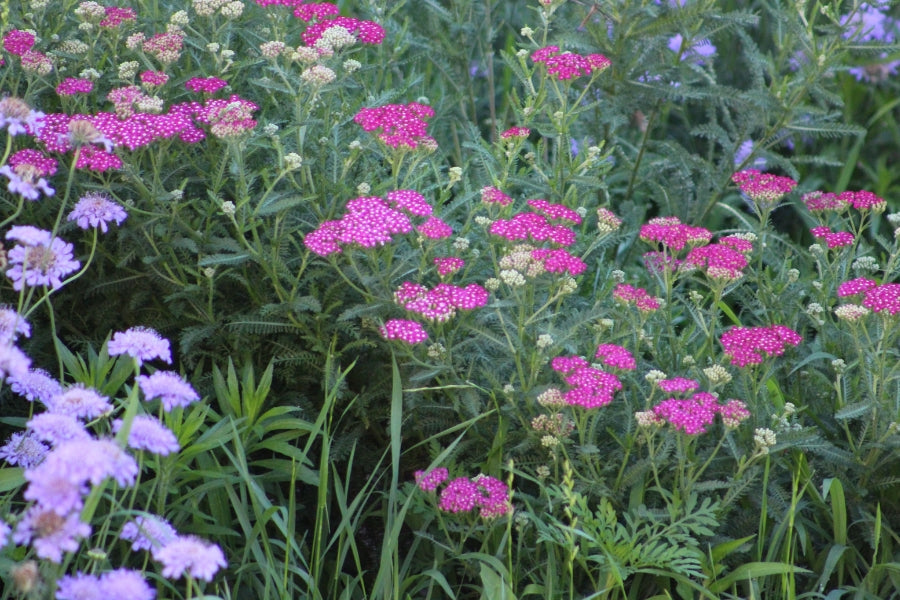 Achillea (Yarrow) Spreading Habits Explained