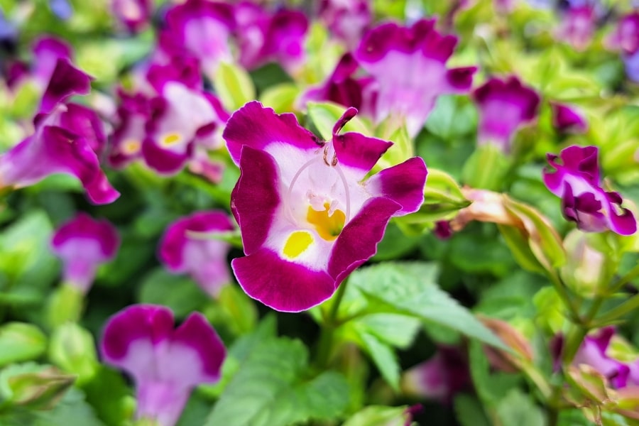 Torenia Care Guide