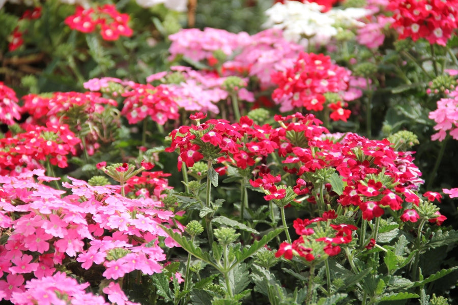 Verbena Care Guide