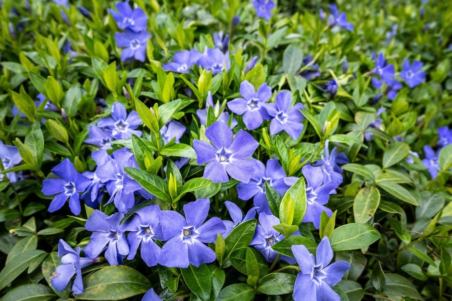 Vinca Vine Care Guide