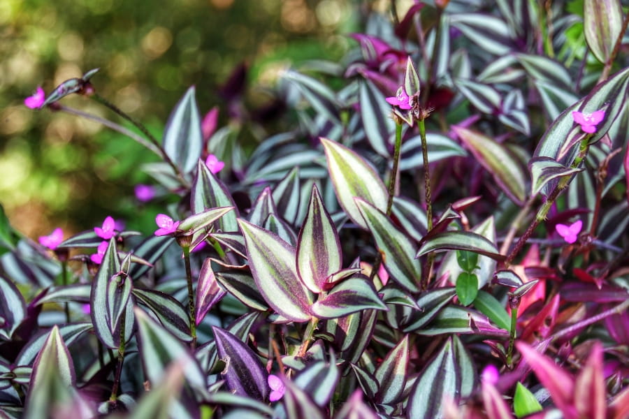 Tradescantia Care Guide