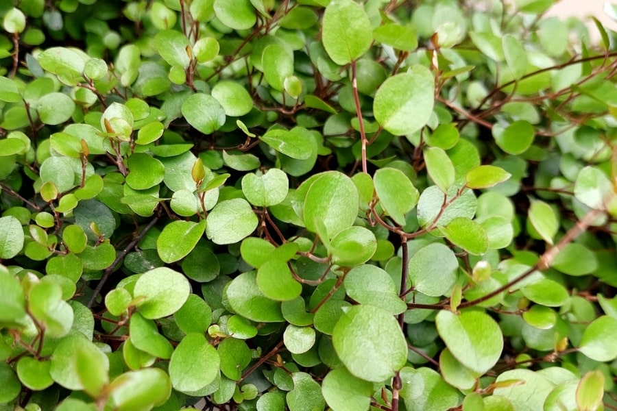 Wire Vine Care Guide
