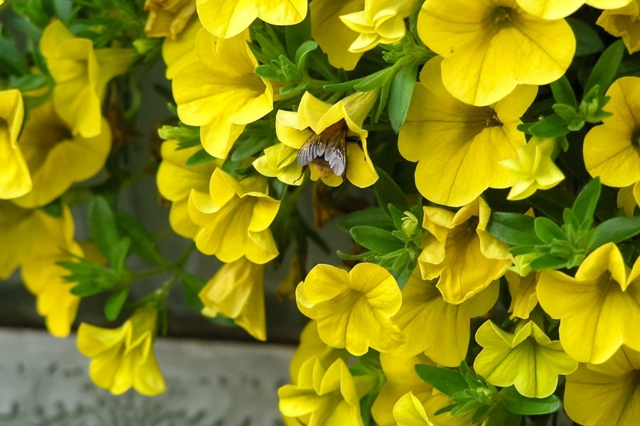 Calibrachoa & Pollinators