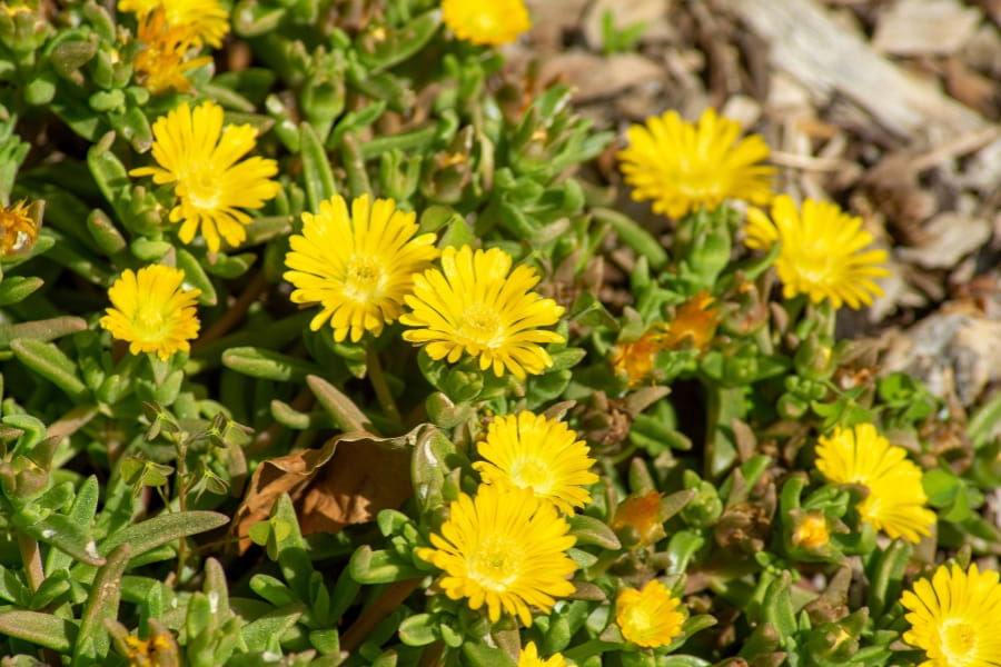 Delosperma Care Guide