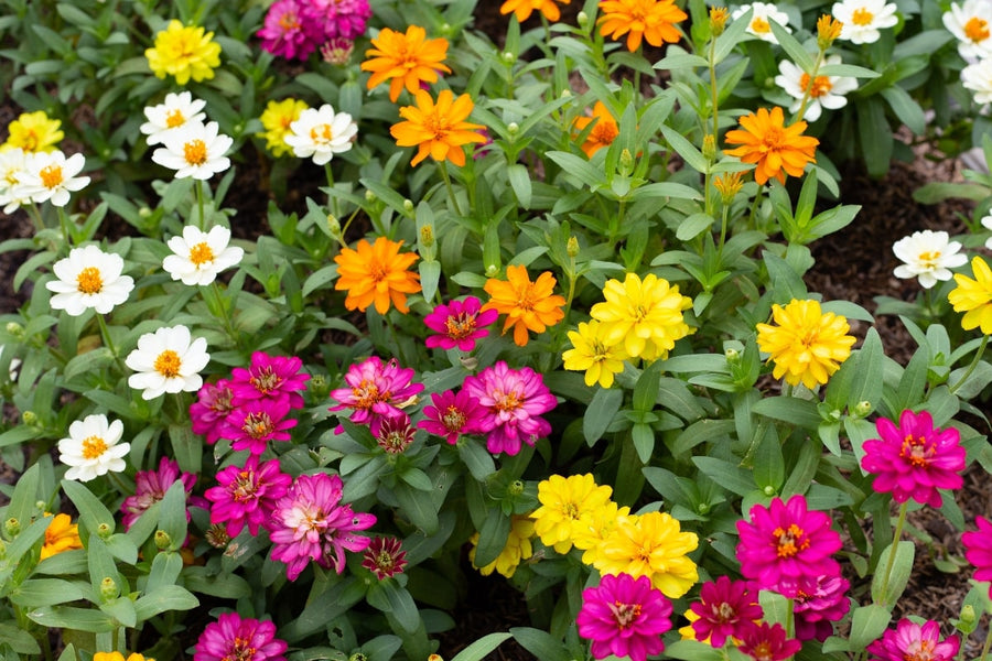 Zinnia Care Guide