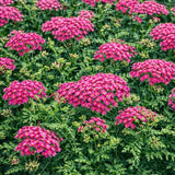 Achillea 'New Vintage™ Violet' (Yarrow)