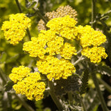 Achillea 'Moonshine' (Yarrow)