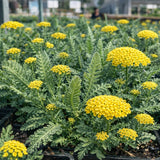 Achillea 'Moonshine' (Yarrow)