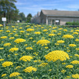 Achillea 'Moonshine' (Yarrow)