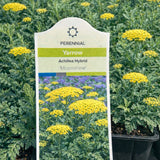 Achillea 'Moonshine' (Yarrow)