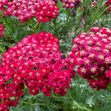 Achillea 'New Vintage™ Red' (Yarrow)