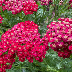 Achillea 'New Vintage™ Red' (Yarrow)