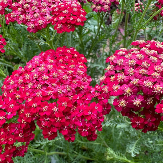 Achillea 'New Vintage™ Red' (Yarrow)