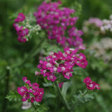 Achillea 'New Vintage™ Violet' (Yarrow)