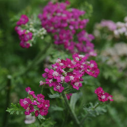 Achillea 'New Vintage™ Violet' (Yarrow)