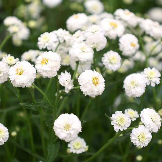 Achillea 'Peter Cottontail' (Yarrow)