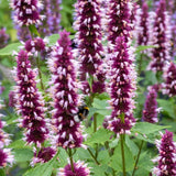 Agastache 'Beelicious® Pink'