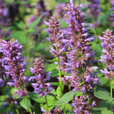 Agastache 'Blue Boa'