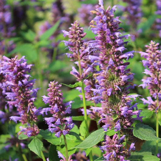 Agastache 'Blue Boa'