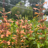 Agastache 'Kudos® Coral'