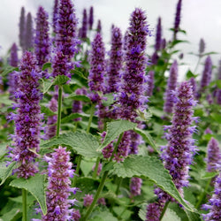 Agastache 'Little Adder'