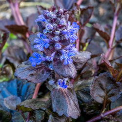 Ajuga 'Black Scallop'