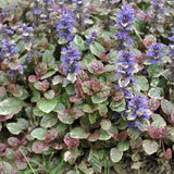 Ajuga 'Burgundy Glow'