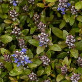 Ajuga 'Chocolate Chip'