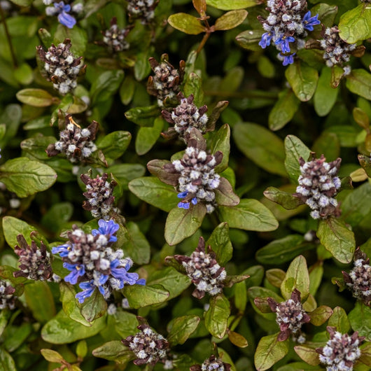 Ajuga 'Chocolate Chip'