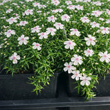 Creeping Phlox 'Amazing Grace'