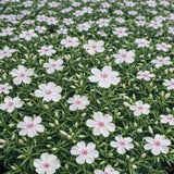 Creeping Phlox 'Amazing Grace'