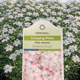 Creeping Phlox 'Amazing Grace'