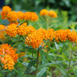 Asclepias 'Butterfly Milkweed'