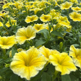 Petunia 'Bee's Knees'