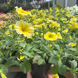 Petunia 'Bee's Knees'