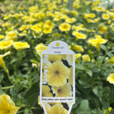 Petunia 'Bee's Knees'