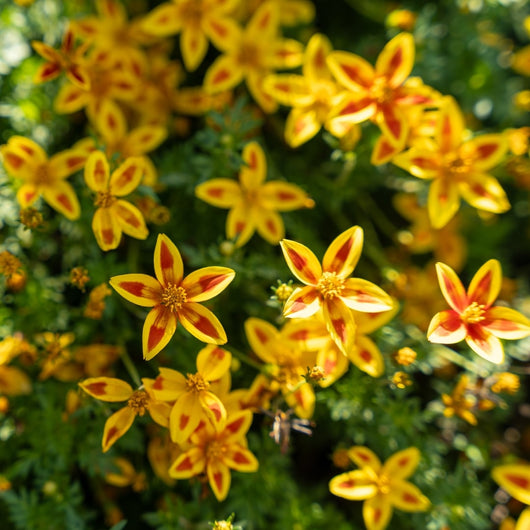 Bidens 'Blazing Star'