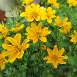 Bidens 'Golden Empire'