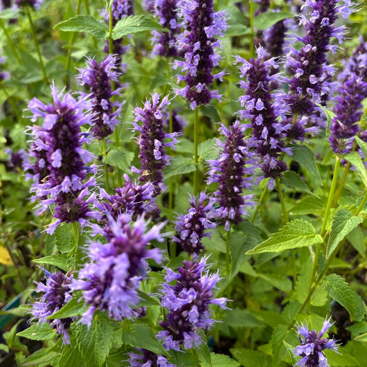 Agastache 'Black Adder'