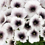 Petunia 'CrazyTunia® Black & White'