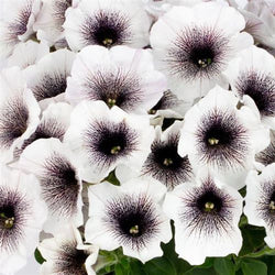 Petunia 'CrazyTunia® Black & White'