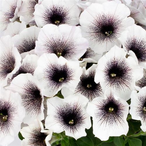 Petunia 'CrazyTunia® Black & White'