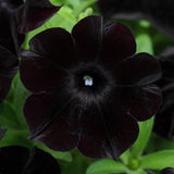 Petunia 'Black Magic'