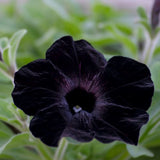 Petunia 'Crazytunia® Black Mamba'