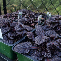 Ajuga 'Black Scallop'