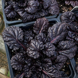 Ajuga 'Black Scallop'