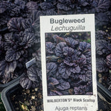 Ajuga 'Black Scallop'