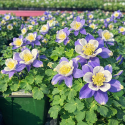 Aquilegia 'Earlybird™ Blue & White' (Columbine)